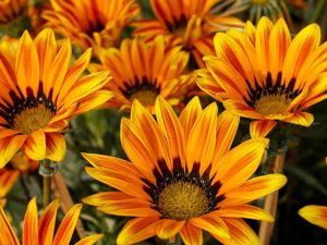 Read more about the article What do you need to bloom?